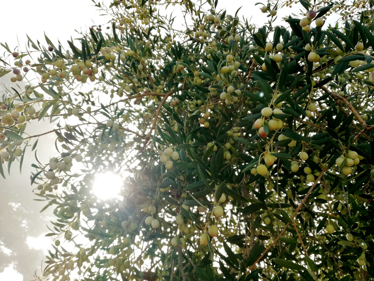 Olivera Olivera vista des de baix on es veuen totes les olives a l'arbre.